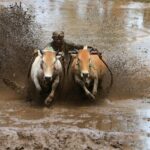 mud puddle visuals mega torrent